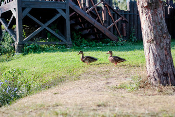 Ducks playing on the recreation zone in city.