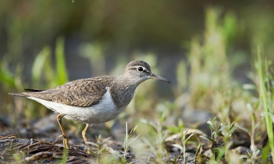 Common Sandpiper