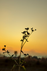 Silhouette of flowers standing in front of the light at evening in happy holiday.