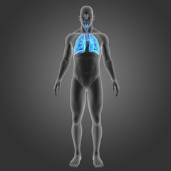 Lungs with body anterior view.