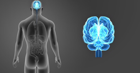 Brain zoom with organs posterior view