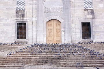 Birds on stairs