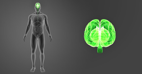 Brain zoom with organs anterior view