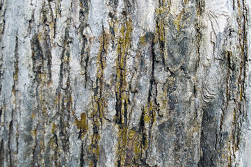 bark texture of old tree