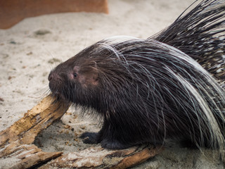 side view of black malayan porcupine standing on floor