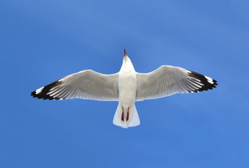 seagull flying in the blue sky.