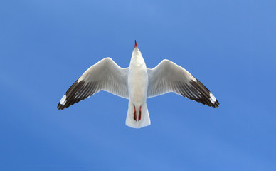 seagull flying in the blue sky.