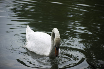 white swan