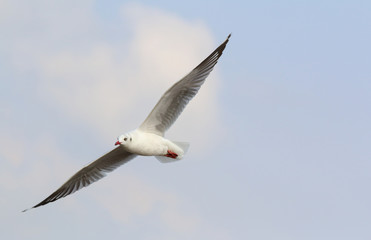 Fototapeta na wymiar seagull flying in the blue sky.