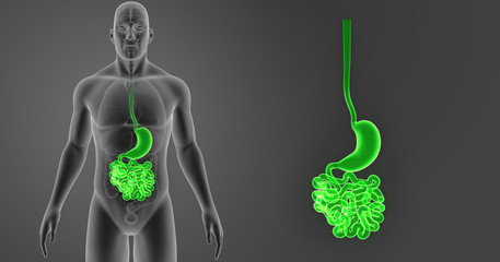 Stomach and small intestine zoom with organs anterior view