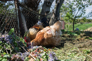 Hens feed on the traditional rural barnyard. Hen standing in grass on rural garden in countryside. Close up of chicken standing at barn yard with chicken coop. Free range poultry farming