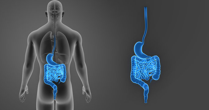 Stomach and intestine zoom with organs posterior view