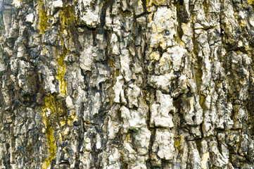 Orange light bark of tree looked rough old patience. rack, long-rain, sunlight, natural feeling.
