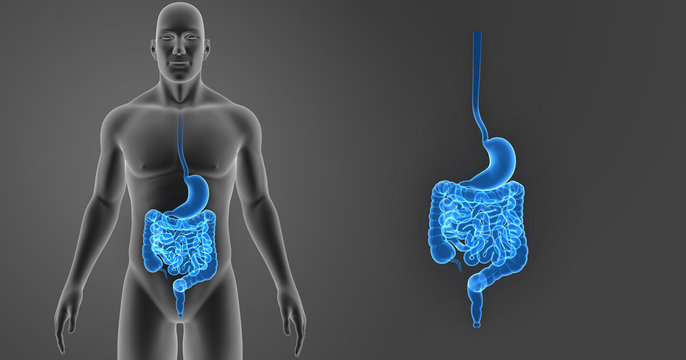 Stomach and intestine zoom with body anterior view
