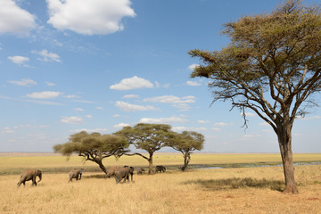 Elefanten ziehen durch die Steppe unter Akazienbäumen in der Serengeti, Ostafrika - obrazy, fototapety, plakaty