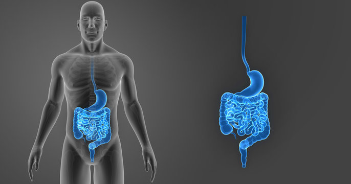 Stomach and intestine zoom with skeleton anterior view