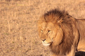 Tanzanian Wildlife