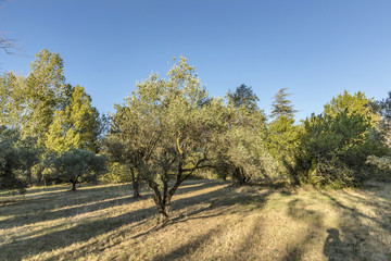 scenic olive trees in the park near Lourmarin, Provence, France