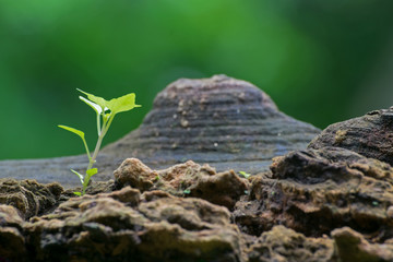 New plant growth on old tree trunk