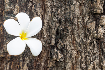 White flowers on thicken bark of tree, in the forest.