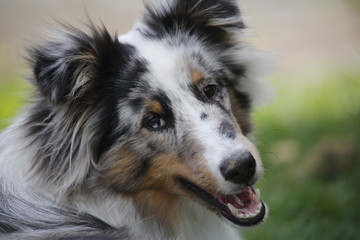 shelties Easy und JJ