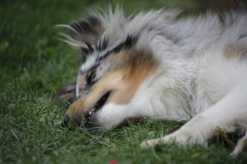 shelties Easy und JJ