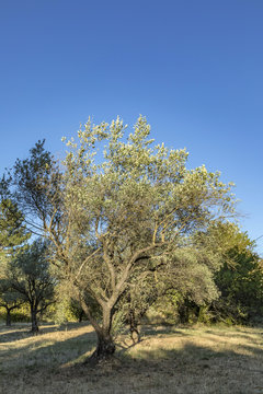scenic olive trees in the park near Lourmarin, Provence, France