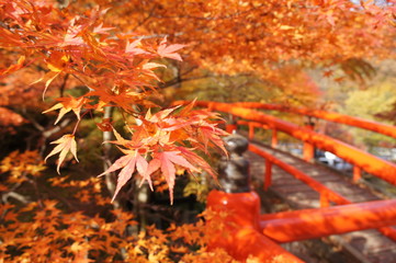 Red leaves with bridge 2