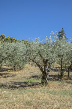 olive trees grow in the provence near Nyons