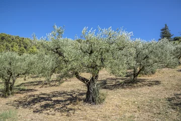 Crédence de cuisine en verre imprimé Olivier olive trees grow in the provence near Nyons