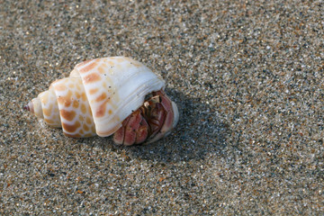 sea shell creature
