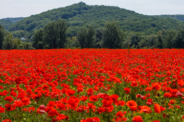 Poppy field near Uzhgorod, Transcarpathia, Ukraine