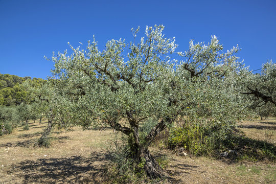 olive trees grow in the provence near Nyons
