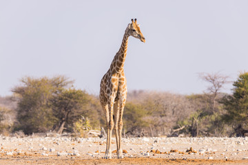 Giraffe walking in the bush on the desert pan. Wildlife Safari in the Etosha National Park, the main travel destination in Namibia, Africa. Profile view.
