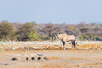 Oryx standing in the colorful landscape of the majestic Etosha National Park, best travel...