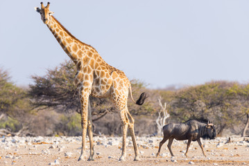 Naklejka na ściany i meble Giraffe and Blue Wildebeest walking in the bush. Wildlife Safari in the Etosha National Park, famous travel destination in Namibia, Africa.