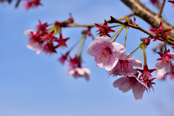 sakura