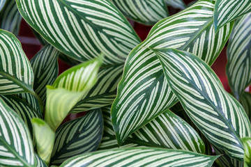Fototapeta premium Green white leaves pattern