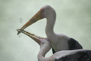 bird stork fighting