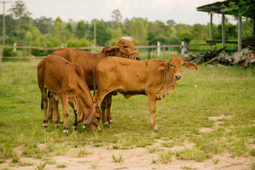 Thai cows eating hay in a corral