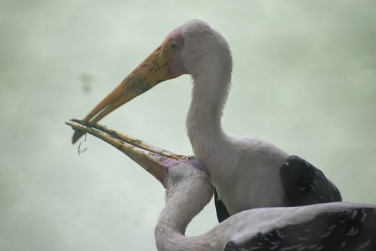 Bird Stork Fighting