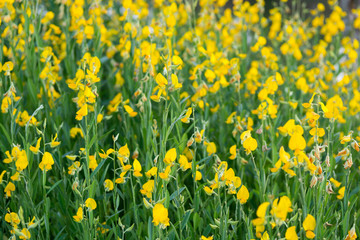 Fototapeta premium sunhemp flowers in field. sunhemp flowers background. blurred and soft focus of sunhemp field