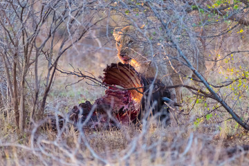 Young lion eating prey in the bush. Kruger National Park, famous travel destination in South Africa.