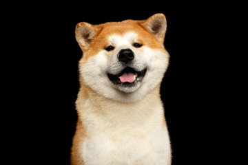 Funny Portrait of Akita inu Japanese breed of Dog, Looks Smiling on isolated black background, front view - obrazy, fototapety, plakaty