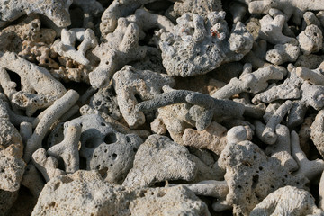 Sea Shells