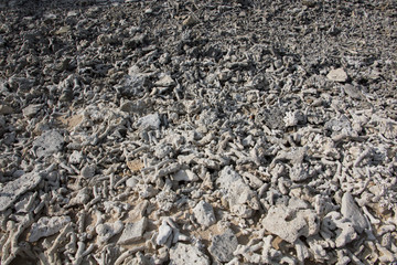 Sea Shells