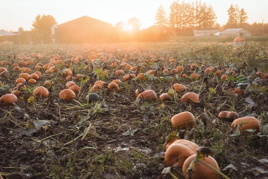 View of pumpkin field