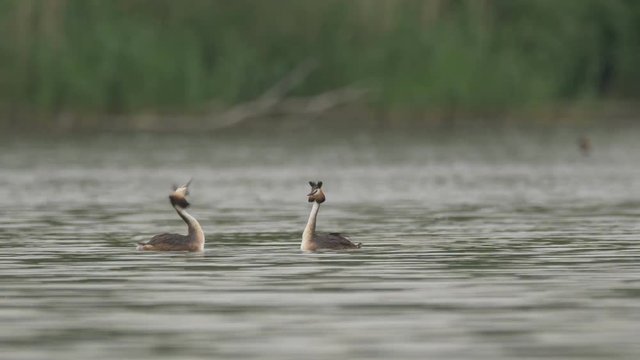 Great crested grebe (Podiceps cristatus) - ungraded footage
