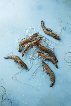 Raw fresh Tiger Prawn Shrimp on ice on blue background