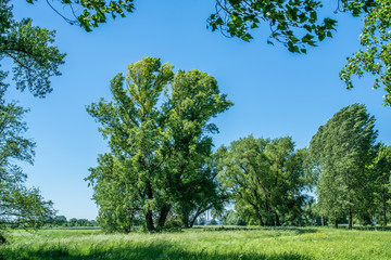 Dormagen Rheinfeld 5936